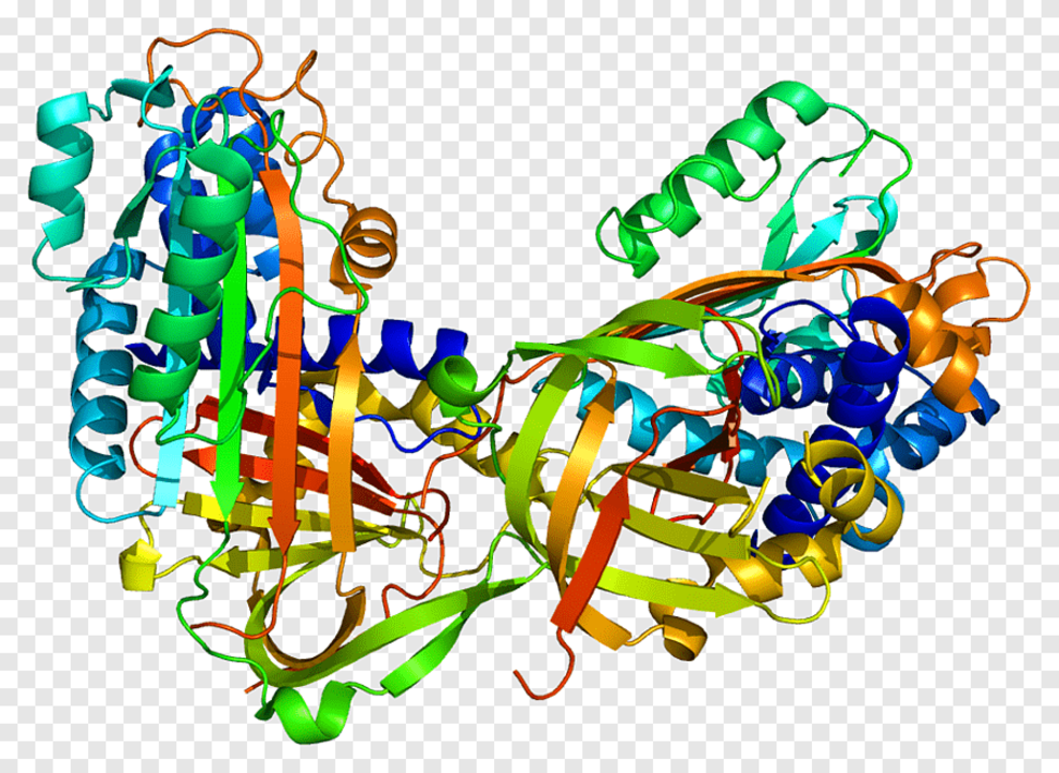 Белок пятно. Протеазы ферменты. Белки биохимия структура белка. Энзим (протеаза). Протеаза фермент строение.