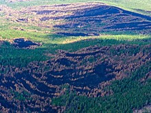 Greenpeace назвал число животных, пострадавших от сибирских пожаров