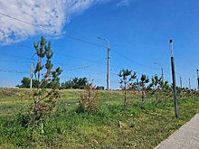 В центре Омска обновят зеленые насаждения