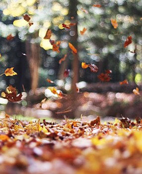 В Краснодаре усилили уборку опавшей листвы в рамках сезонного благоустройства