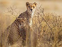 Бегает быстрее всех, мурлычет и не умеет прятать когти: 5 фактов о гепарде