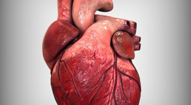 Ученые рассказали, как защитить сердце