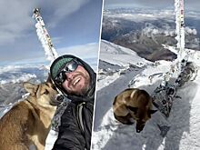 Бездомный пес покорил Эльбрус