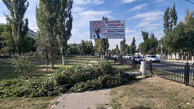 В саратовском сквере спилили зеленое дерево вместо полусухого