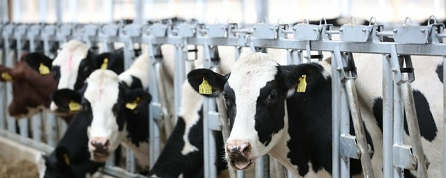 В Нижегородской области на 6% увеличилось производство молока