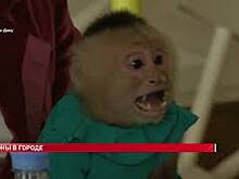 В Ростовском цирке впервые покажут спектакль &laquo;Девочка и слон&raquo; по мотивам рассказа Куприна