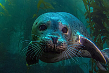 Более 150 запутавшихся в мусоре тюленей спасли на Сахалине