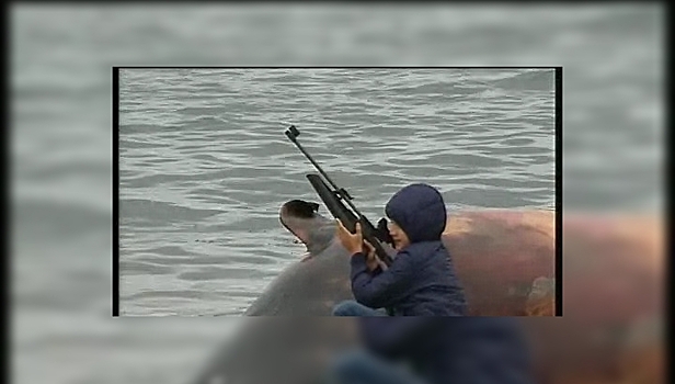 Российские экологи призывают запретить китобойный промысел