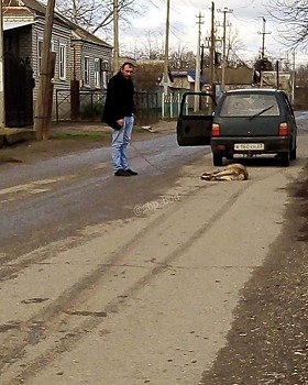Нерадивый хозяин привязал собаку к бамперу машины и протащил ее по улице в Буденновске