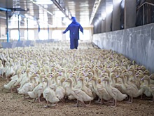 В Болгарии выявлено три новых случая ВПГ