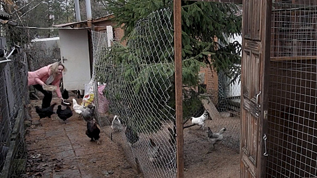 Яйца «чистый изумруд»: россиянка может войти в историю птицеводства