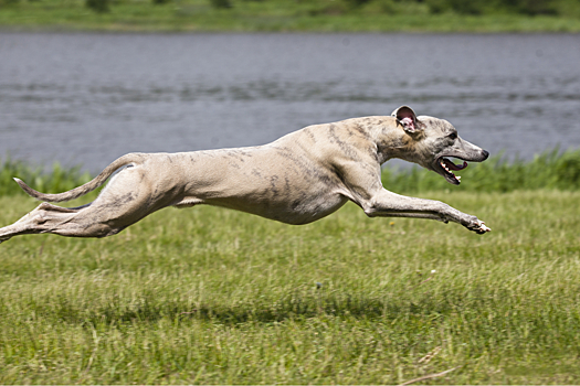 С какой скоростью бегают собаки?