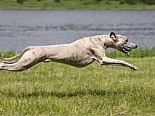 С какой скоростью бегают собаки?