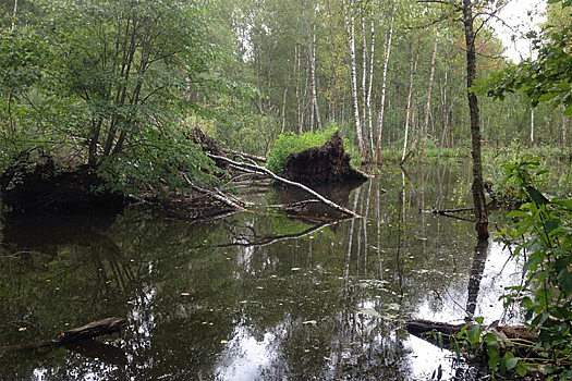 Бобры затопили московский лесопарк