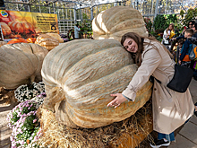 Необъятные тыквы, огромные кабачки и тяжеленные арбузы: в Москве показали овощи-гиганты