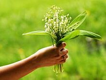 Курян приглашают отметить День ландыша
