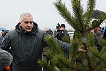 В Крыму высадили сотни сосен в рамках акции «Сад памяти»