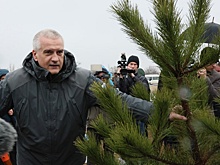 В Крыму высадили сотни сосен в рамках акции «Сад памяти»