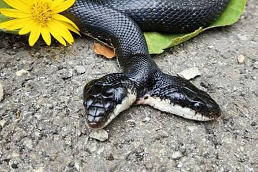 Двухголовой змее сделали операцию из-за опасений за ее здоровье