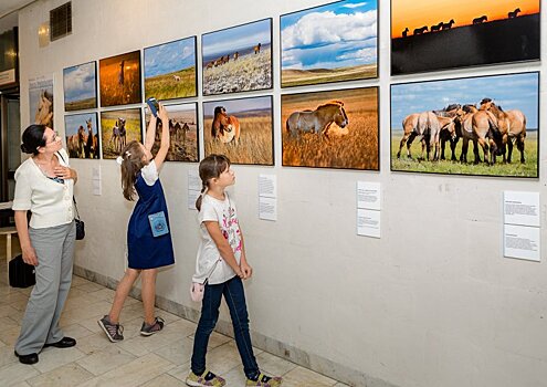 В Дарвиновском музее состоялось открытие фотовыставки "Лошадь Пржевальского: последняя дикая лошадь на Земле"