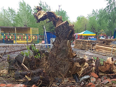 В парке Курганской области вырубили 140-летнюю иву