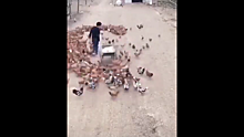Деревенский мачо показал, как завоевать сердце дамы с помощью куриц – улетное видео