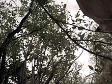 Львица украла камеру и сняла собственное кино