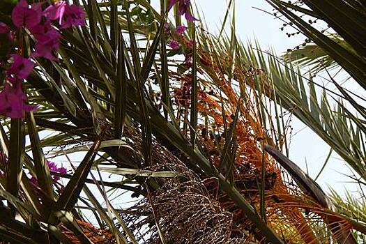 Соул в джунглях - 4 декабря Feliz & Alla Bensson споют в «Аптекарском»