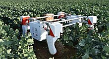 Устаревшее законодательство препятствует использованию роботов в агросекторе