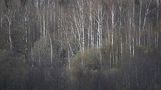 Охотник, которого искали два дня в кировском лесу, умер на руках волонтеров