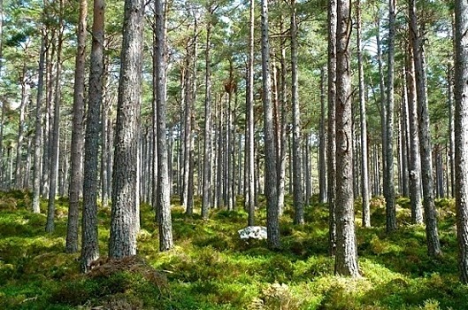 Восстановлением лесов займутся лесозаготовители