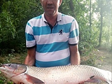 Рыбак выловил из тихого Дона огромного амура