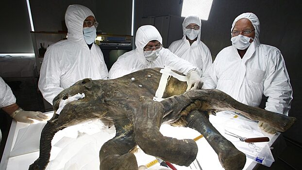 Мамонты и человек – одна судьба? В поисках решения