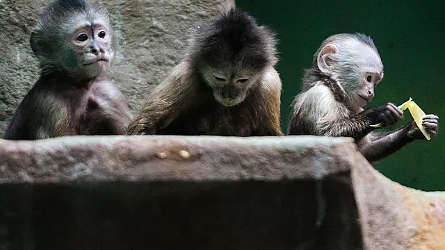 Оценена вероятность завоза оспы обезьян в Россию