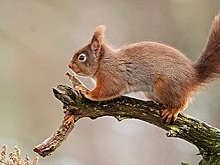 Врач Попова предупредила об опасности контакта с дикими белками