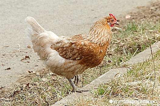 Известную тюменскую птицефабрику выставили на торги