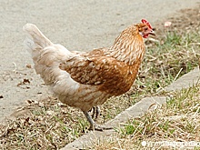 Известную тюменскую птицефабрику выставили на торги