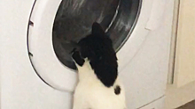 Пытавшийся попить воду из стиральной машины кот взорвал соцсети