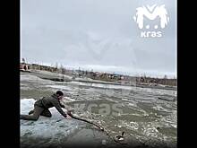 Россиянин прополз по тонкому льду ради спасения птицы и попал на видео