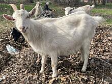 В Курской области власти рассказали о выплатах за утраченный домашний скот