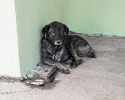 Депутат Будуев: агрессивных бездомных собак нужно усыплять