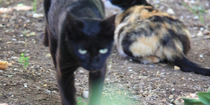 Власти Австралии объявили войну диким кошкам