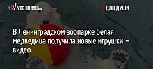 Белая медведица из Ленинградского зоопарка «похвасталась» новыми игрушками