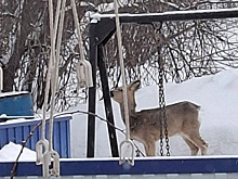 Любопытная косуля из леса пришла на экскурсию в Тогучин