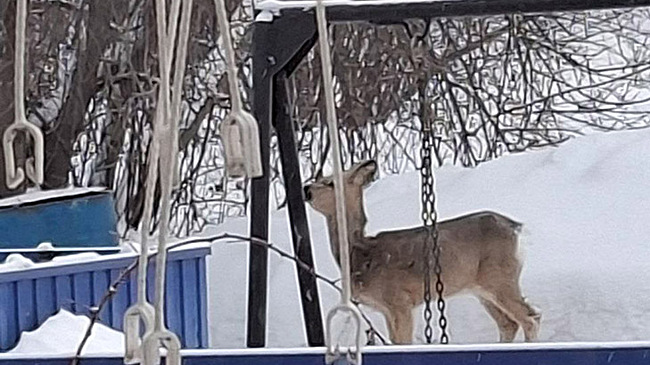 Любопытная косуля из леса пришла на экскурсию в Тогучин