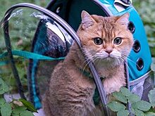 Новый тренд: рюкзаки с питомцами.Теперь ваши любимцы по всюду могут быть с вами