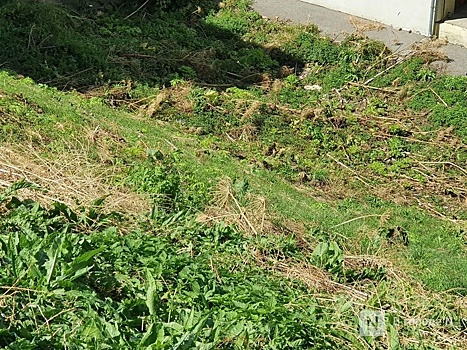 Новую плантацию ядовитого сорняка обнаружили в Нижегородской области