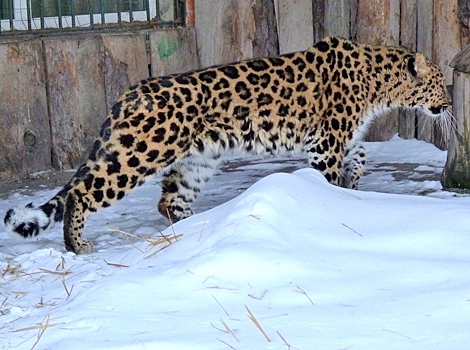 В Омской области намерены разводить исчезающих леопардов
