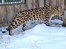 В Омской области намерены разводить исчезающих леопардов