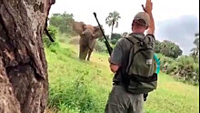 Слон набросился на туристов во время сафари: видео